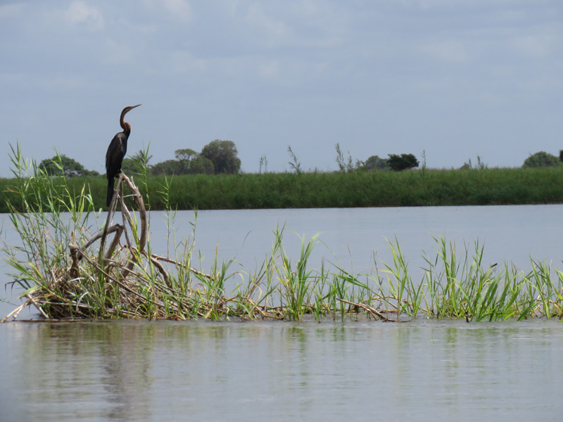 Mozambik kafferbivaly és antilop vadászat