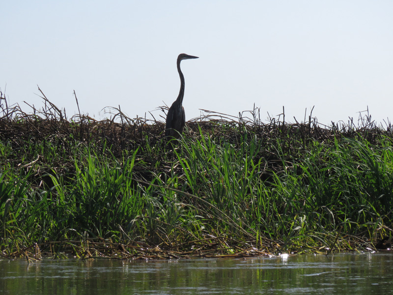 Mozambik kafferbivaly és antilop vadászat