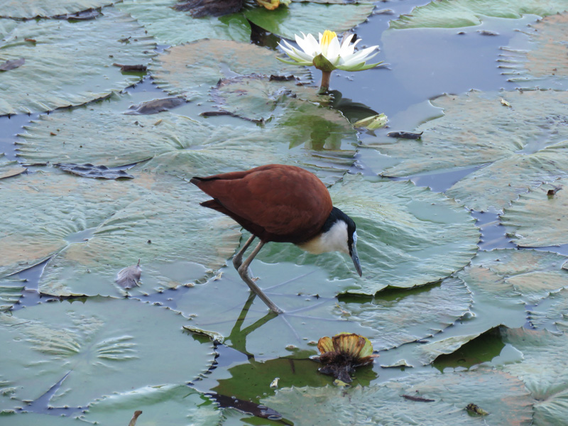 Mozambik kafferbivaly és antilop vadászat