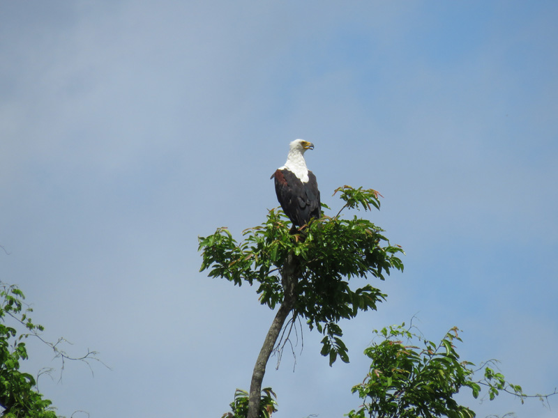 Mozambik kafferbivaly és antilop vadászat