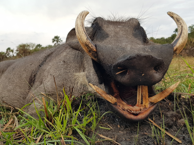 Mozambik kafferbivaly és antilop vadászat