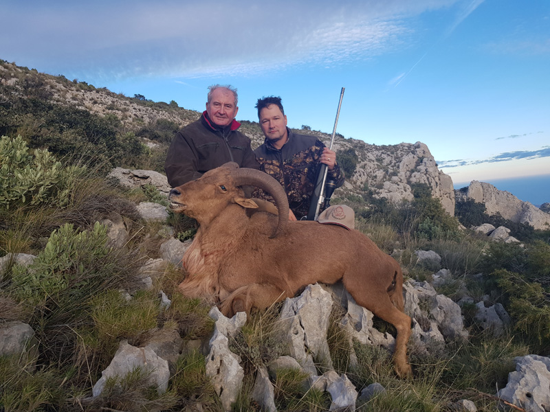 Spanyolország sörényes juh