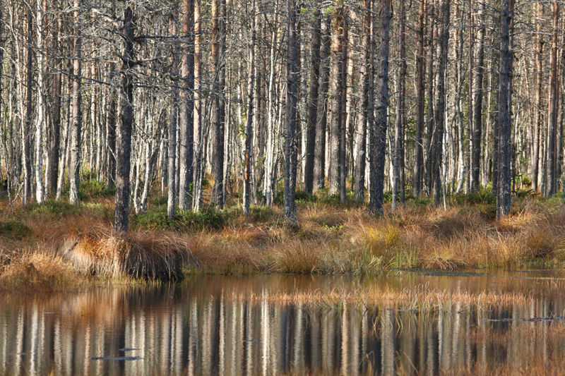 Svédország vadászat