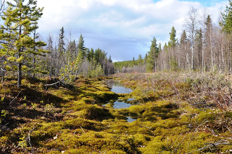 Svédország vadászat