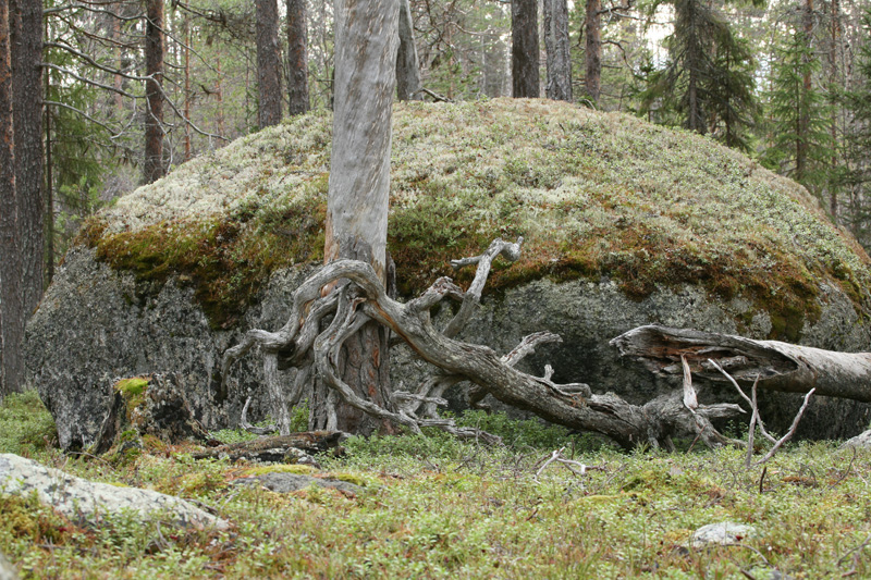 Svédország vadászat