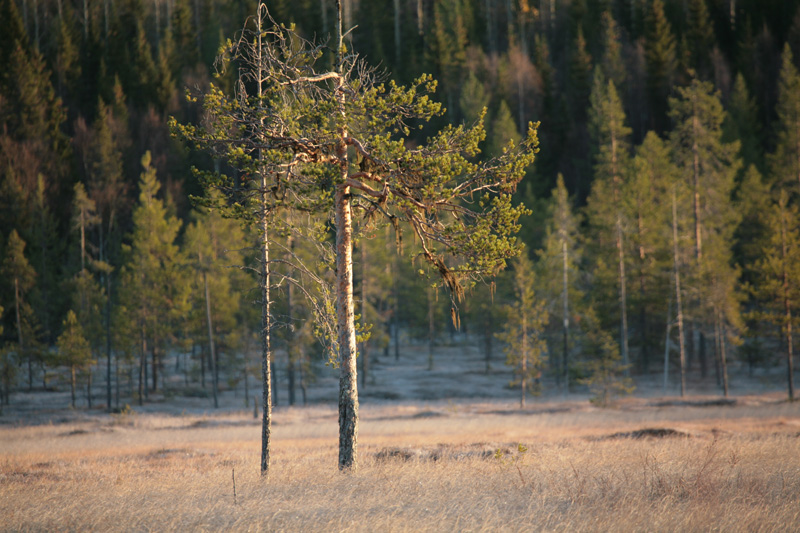 Svédország vadászat