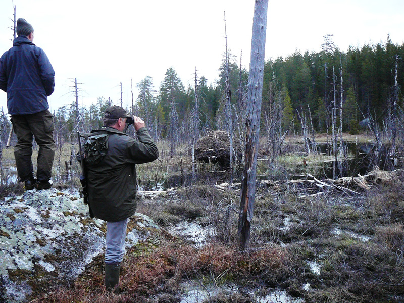 Svédország, hódvadászat