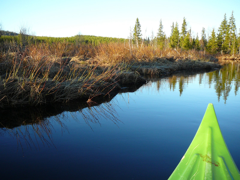 Svédország, hódvadászat