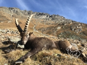 Ausztria kőszáli kecske vadászat