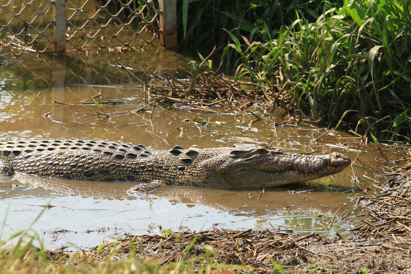 Ausztrália vadászat