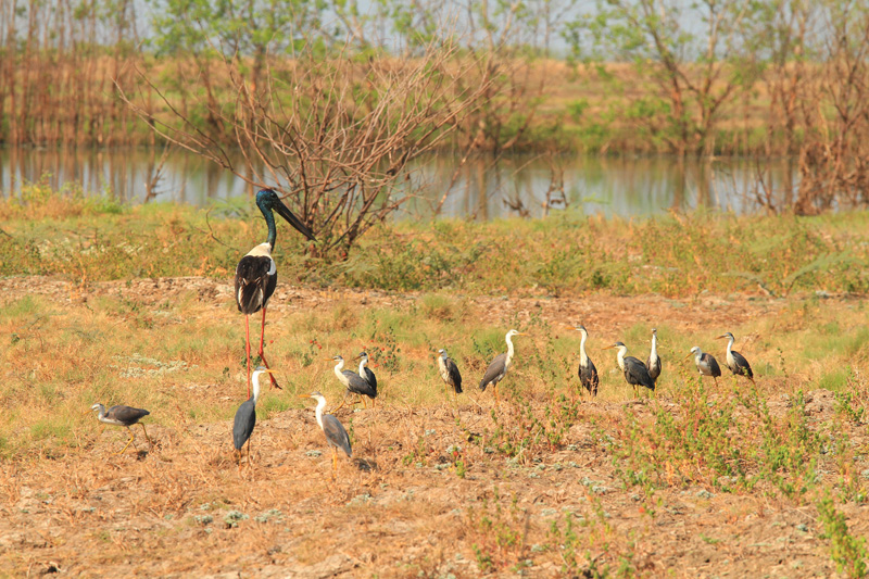 Ausztrália vadászat