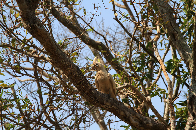 Ausztrália vadászat