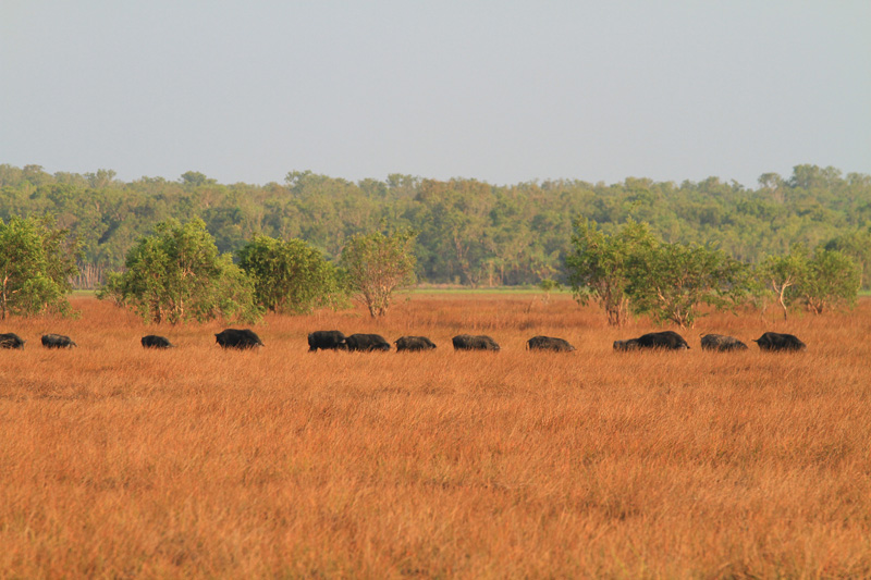 Ausztrália vadászat
