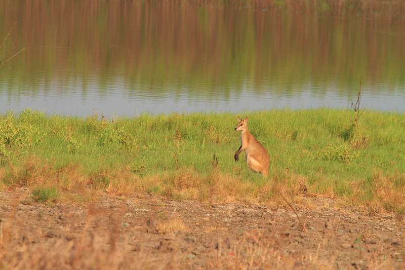 Ausztrália vadászat