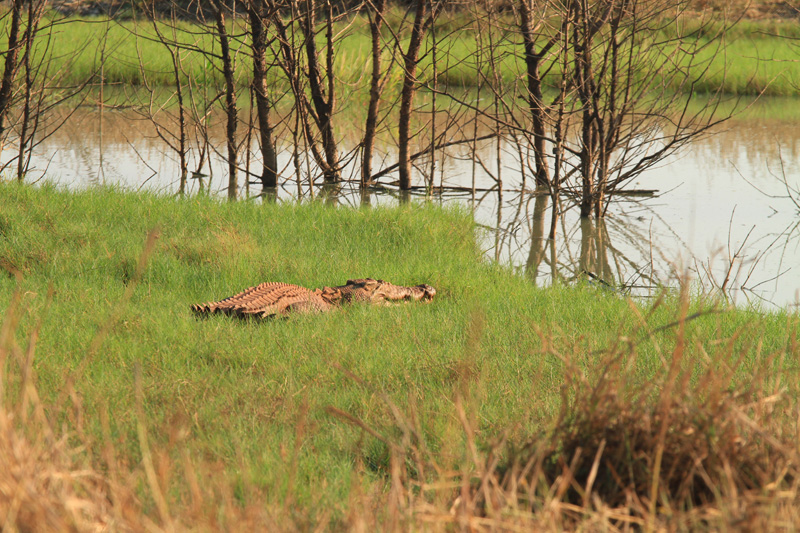 Ausztrália vadászat