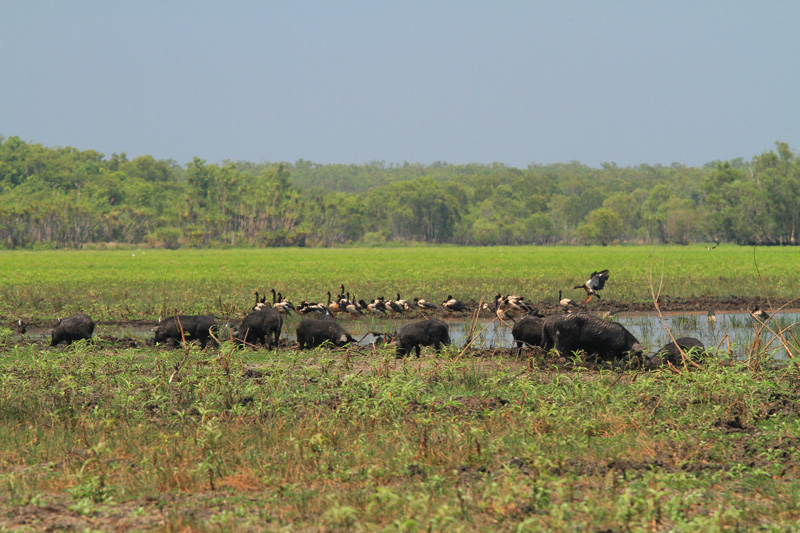 Ausztrália vadászat