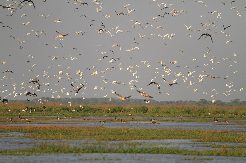 Ausztrália vadászat