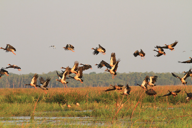 Ausztrália vadászat