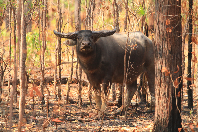 Ausztrália vadászat