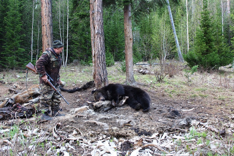 Oroszország, barnamedve, Burjátföld