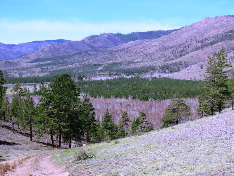 Oroszország, barnamedve, Burjátföld