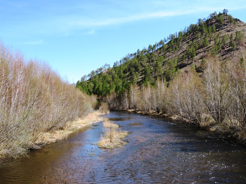 Oroszország, barnamedve, Burjátföld