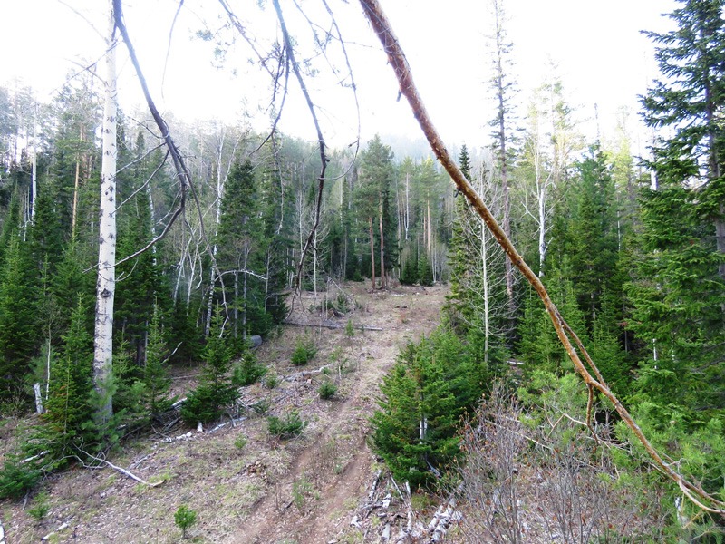 Oroszország, barnamedve, Burjátföld