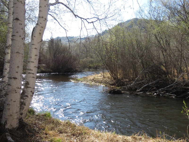 Oroszország, barnamedve, Burjátföld