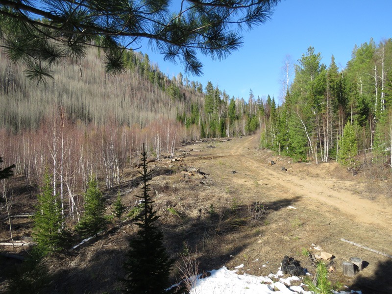 Oroszország, barnamedve, Burjátföld