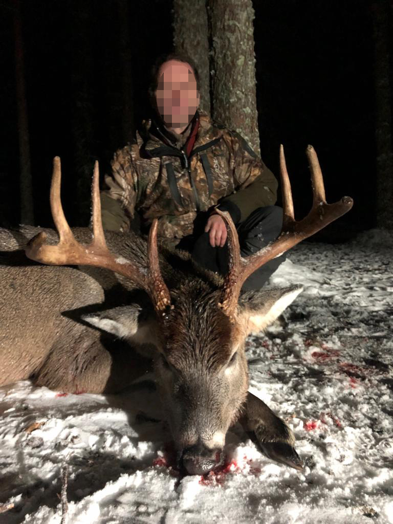 Finnország fehérfarkú szarvas