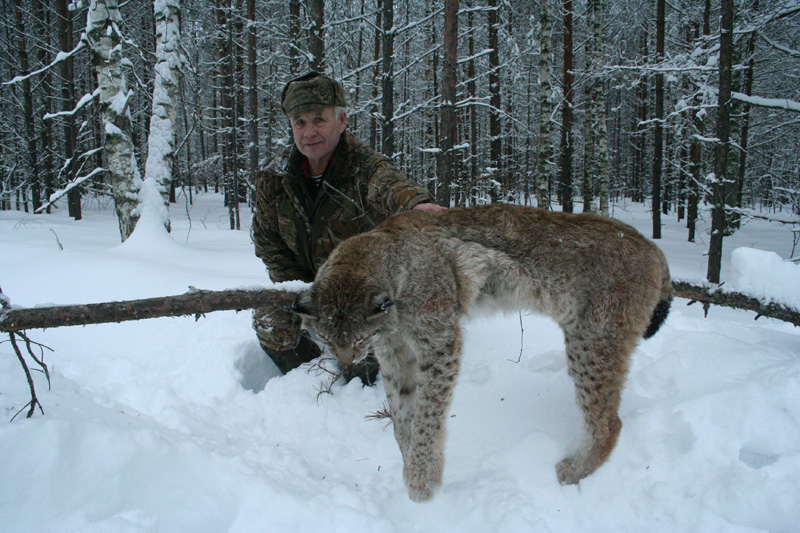 Oroszország, Irkutszk, Hiúz