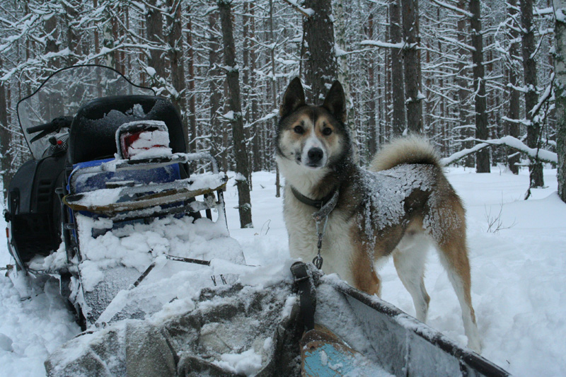 Oroszország, Irkutszk, Hiúz