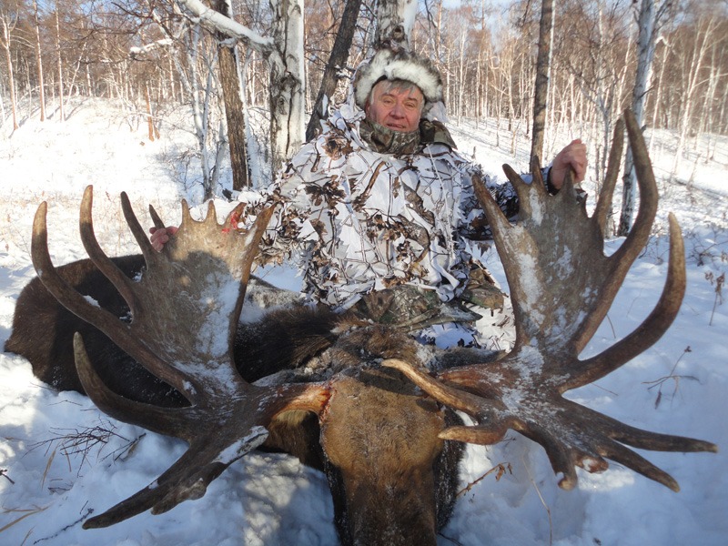 Oroszország, Kamcsatka, Jávorszarvas