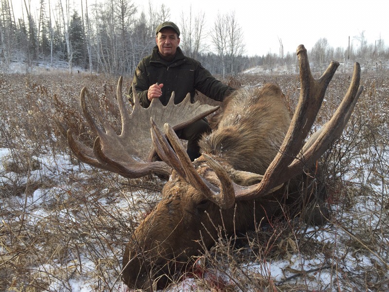 Oroszország, Kamcsatka, Jávorszarvas