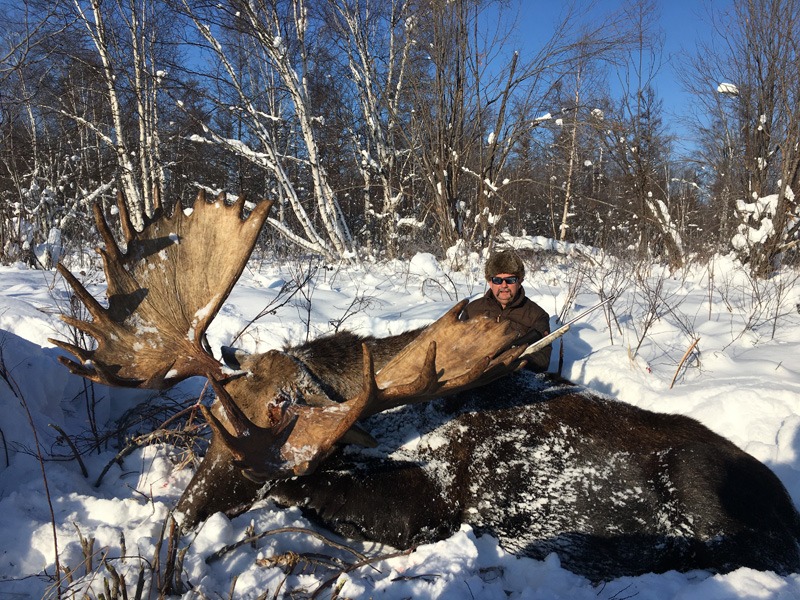 Oroszország, Kamcsatka, Jávorszarvas