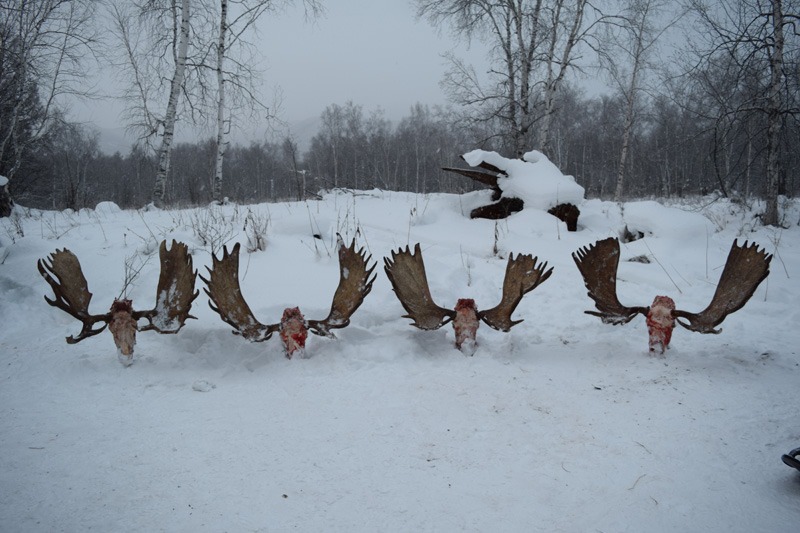 Oroszország, Kamcsatka, Jávorszarvas