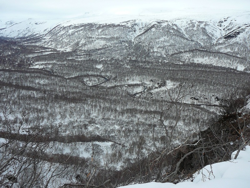 Oroszország, Kamcsatka, Jávorszarvas