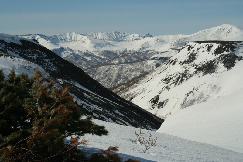 Oroszország, Kamcsatka, Jávorszarvas