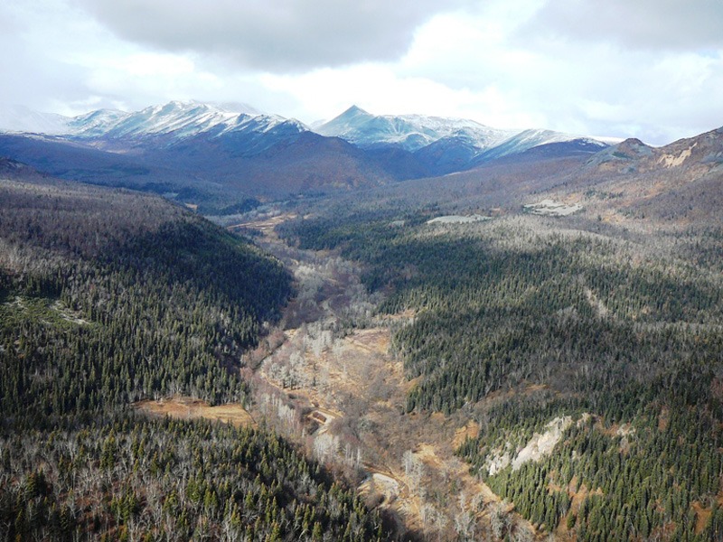 Oroszország, Kamcsatka, Jávorszarvas