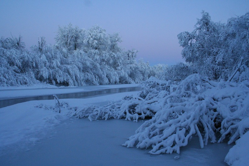 Oroszország, Kamcsatka, Jávorszarvas