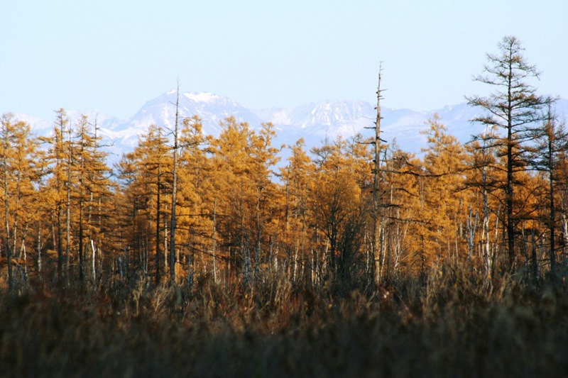Oroszország, Kamcsatka, Jávorszarvas
