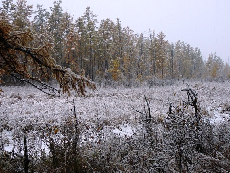 Oroszország, Kamcsatka, Jávorszarvas