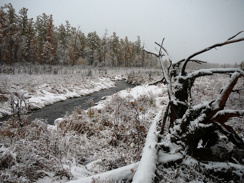 Oroszország, Kamcsatka, Jávorszarvas