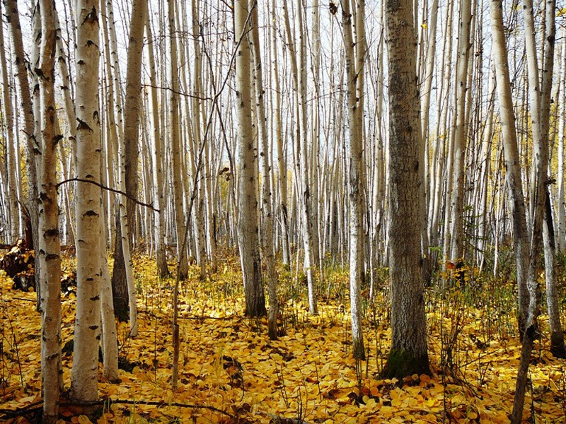 Oroszország, Kamcsatka, Jávorszarvas