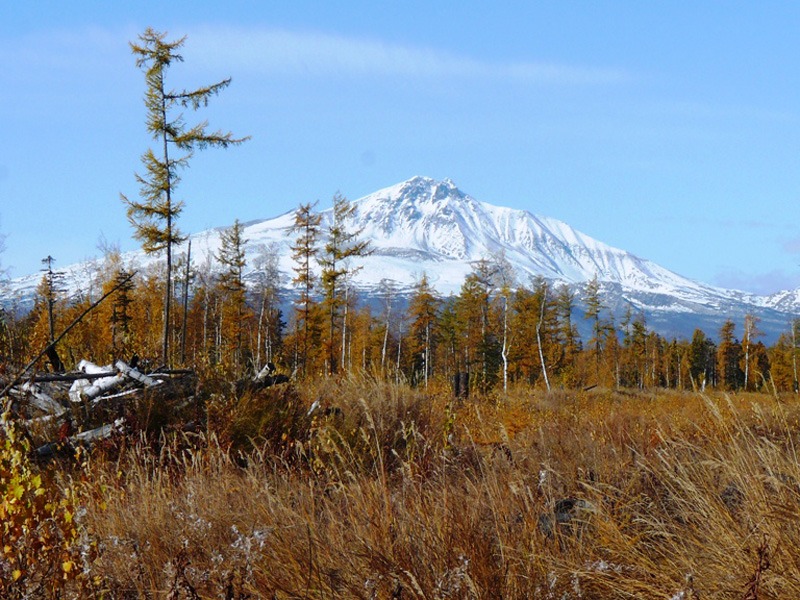 Oroszország, Kamcsatka, Jávorszarvas
