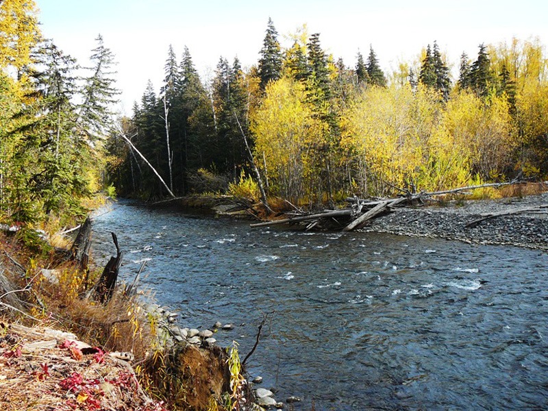 Oroszország, Kamcsatka, Jávorszarvas