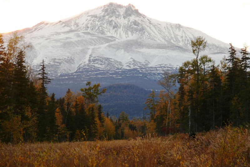 Oroszország, Kamcsatka, Jávorszarvas
