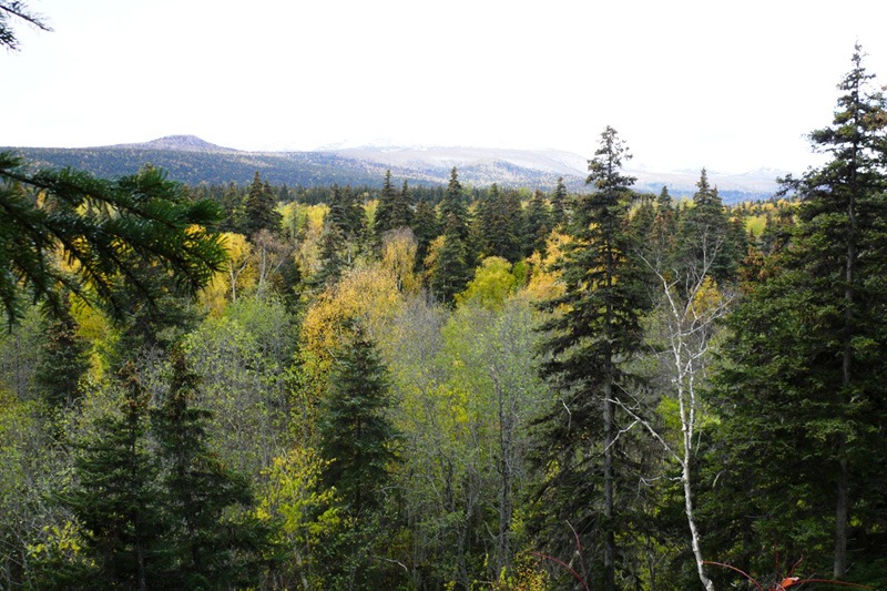 Oroszország, Kamcsatka, Jávorszarvas