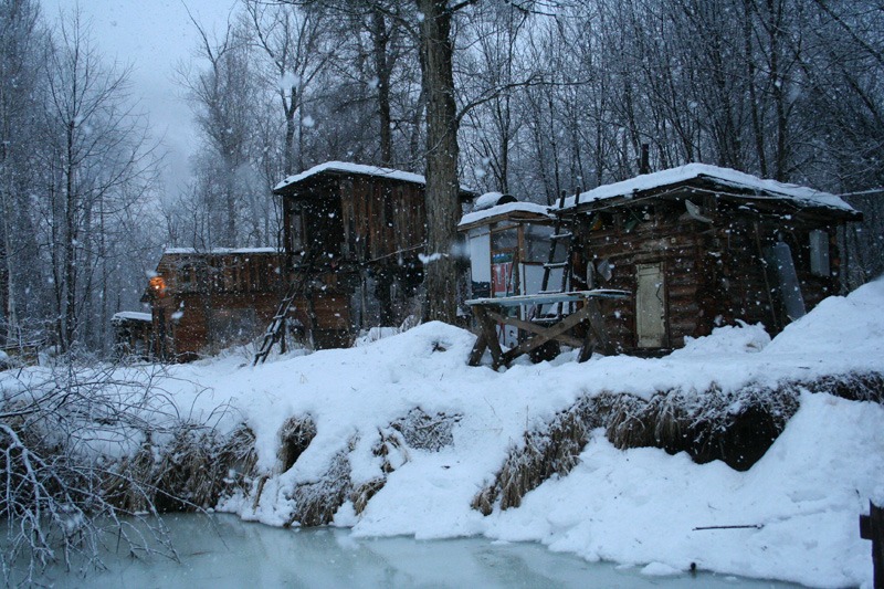 Oroszország, Kamcsatka, Jávorszarvas