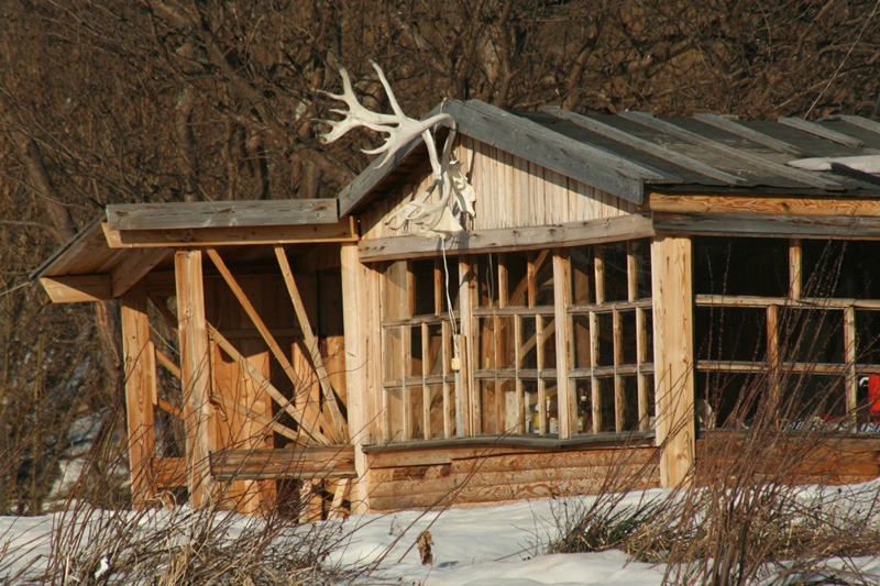 Oroszország, Kamcsatka, barnamedve